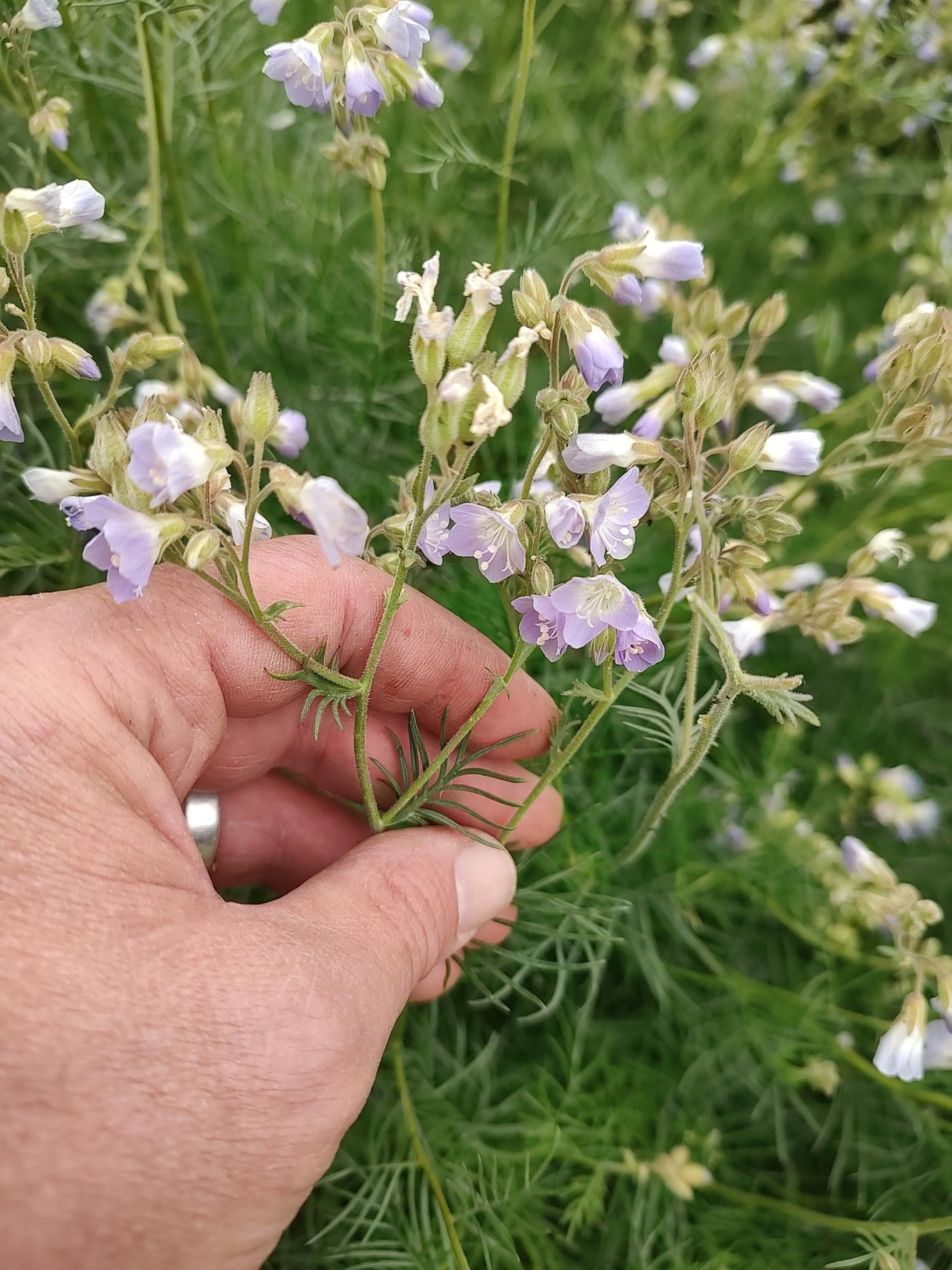 Polemonium image